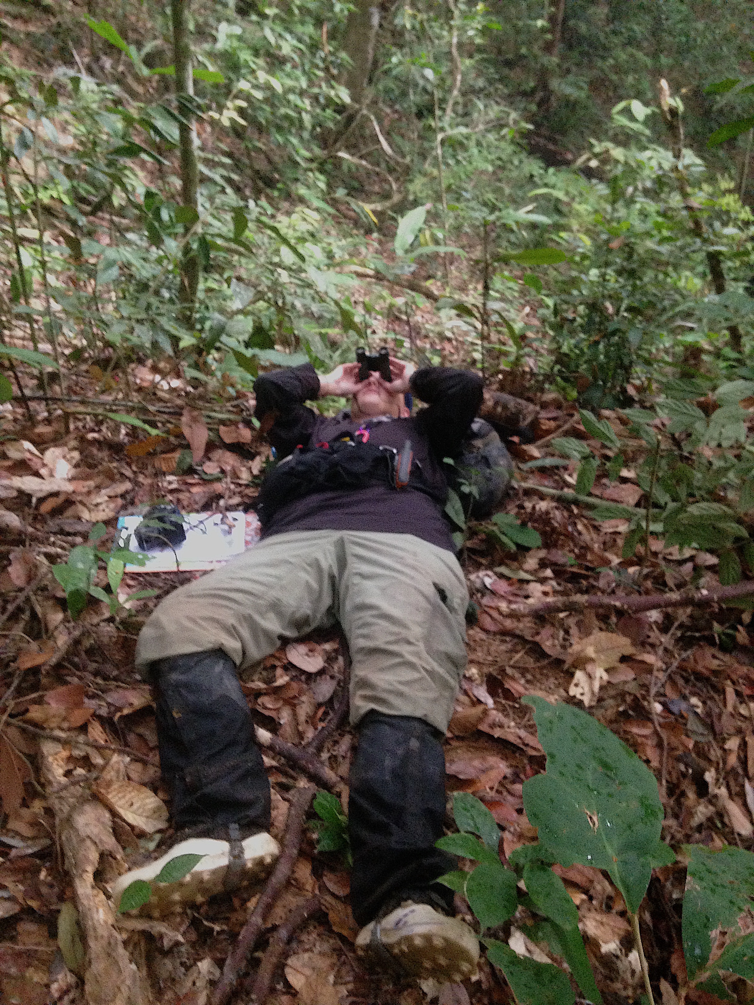 Me, observing an orangutan who is resting in a day nest.