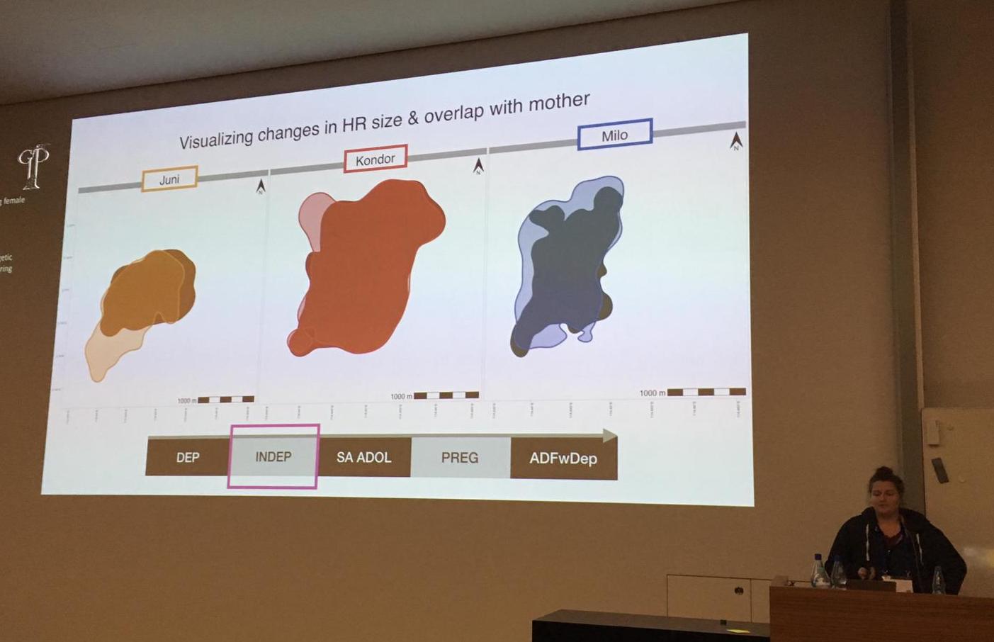 Presenting some orangutan home ranges at the 2019GFP conference - this is an animation in progress!